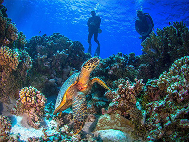 Motu Aito Diving Club